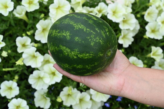 watermelon in hand
