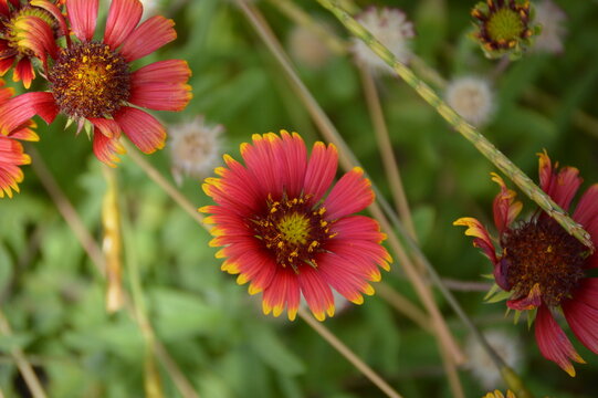 Field of flowers