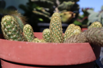 cactus in a pot