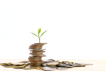 Small tree on the top of a pile of coins isolated on white background, used for business ideas and financial growth.