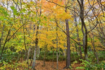 遊歩道から見た落ち葉の絨毯とカラフルな紅葉の情景＠札幌、北海道