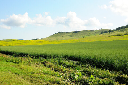 A small field of rye on the side of a high hill under a summer sunny sky. © Алексей Желтухин