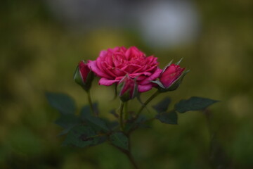 pink rose in the garden