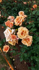 Bunch of roses in pale orange