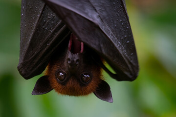 bat on a branch