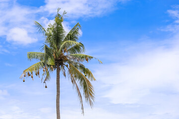 Plenty nest bird hanging on leaves of coconut tree with blue sky in rural area of Thailand.