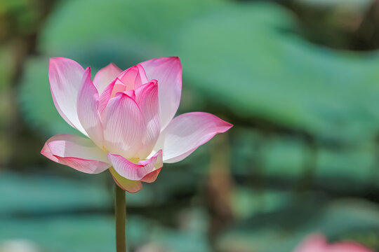 Blossom pink lotus flower in pond nature background