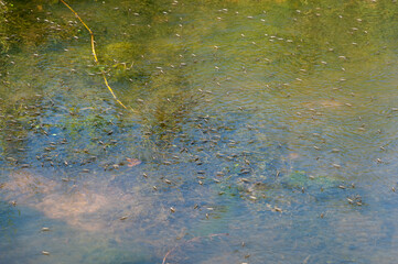 A herd of insects named water skaters walk on the surface of the river flood