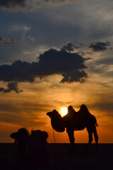 Beautiful sunset over the land of Mongolia and silhouette of Bactrian camel
