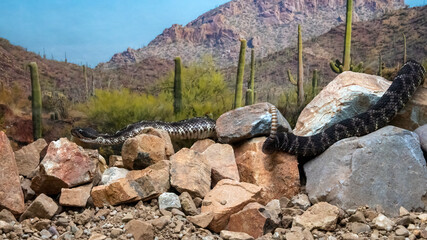 Fototapeta na wymiar Arizona Black Rattlesnake curling around the Rocks