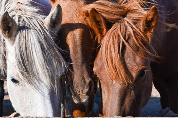 Close-up photo of a beautiful horse drinking water