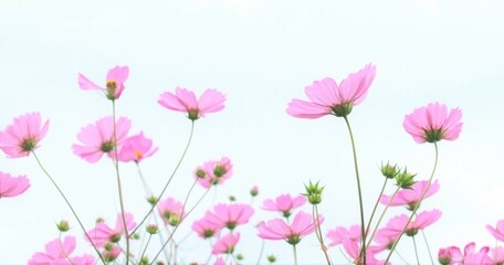 Obraz na płótnie Canvas ピンクのコスモスと白い背景、秋桜のバックショット、背景素材