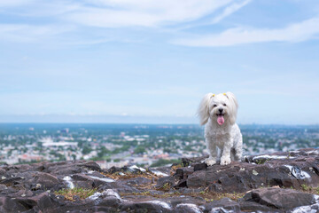 one maltipoo female dog posing for the camera on top of a rock by a high landscape 