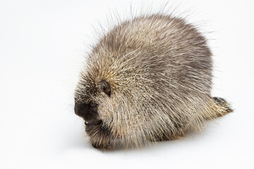 Porcupine on a White Background Isolated on a White Background