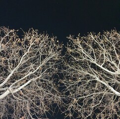 tree branches