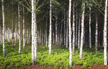 Panorama of birch forest with sunlight