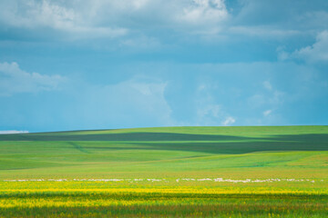 The grassland landscape in Hulun Buir, Inner Mongolia, China, summer time.