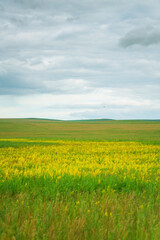 Fototapeta premium The grassland landscape in Hulun Buir, Inner Mongolia, China, summer time.