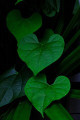 Lush green leaves ivy in heart-shape.