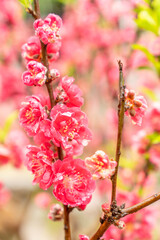 Peach blossoms of the Chiba peach tree on Qingxiu Mountain in Nanning, Guangxi, China
