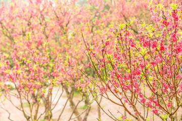 Obraz na płótnie Canvas Peach blossoms of the Chiba peach tree on Qingxiu Mountain in Nanning, Guangxi, China