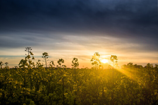 Silhouette of grains on a sunset