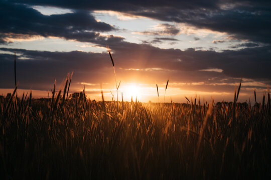 Silhouette of grains on a sunset