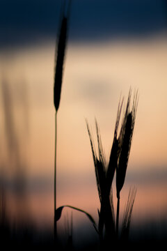 Silhouette of grains on a sunset