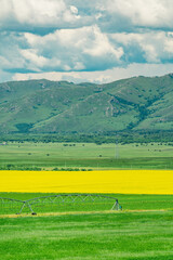 The yellow canola flowers field in the mountains, in China.