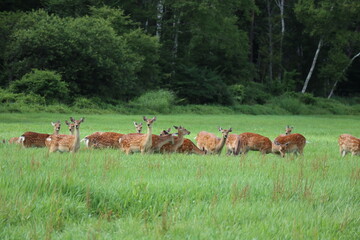 Naklejka na ściany i meble deers in a field