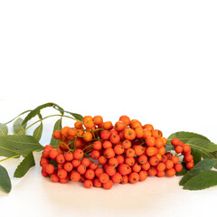 Autumn berries of red mountain ash or rowan berries with green leaves on a white background,...