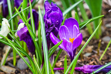 detailed shot of purple crocus blossoms in early spring