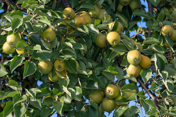 Green apples, pears on a branch ready to be picked in the summer garden. Natural fruit pear apple background. Natural healthy diet food concept