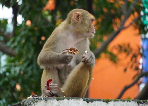 monkey eating food in forest