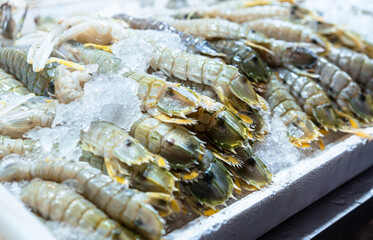 Fresh Mantis Shrimps placed on the ice 