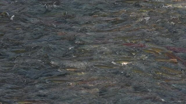 School of Sockeye Salmon at the base of Brooks Falls waiting to make the jump.