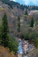 Fototapeta na wymiar Spring Landscape, Pisgah National Forest in North Carolina