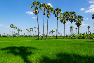 Palm trees in the rice field