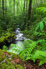 Fires Creek, Nantahala National Forest, NC