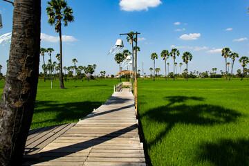Palm trees and wooden walkway in the rice field
