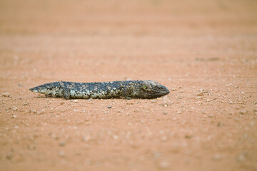 Shingleback Skink on the desert sand.