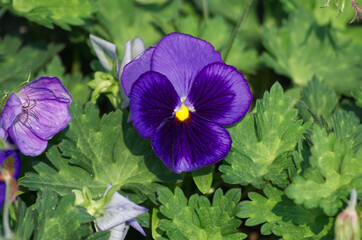 A Purple Pansy in a Garden