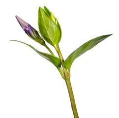 Wildflower foliage and new spring bud isolated