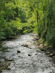 stream in the forest