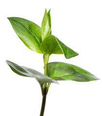 Wildflower foliage and new spring bud isolated