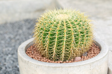 Golden barrel cactus (Echinocactus grusonii) in the pot, close-up shot.