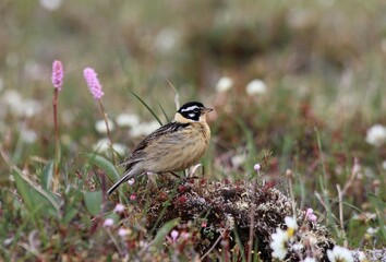 Male Smith’s Longspur (Calcarius pictus) with meadow bistort (Bistorta plumosa) flowers 
