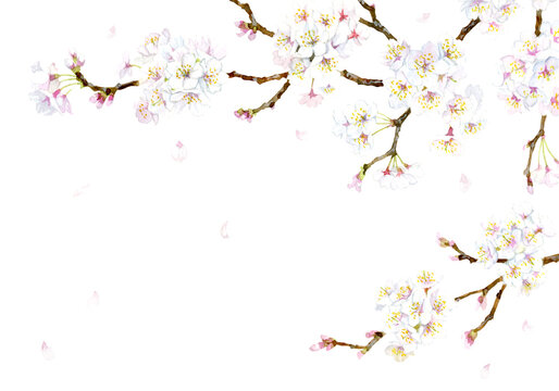Cherry blossoms painted in watercolor, with white background