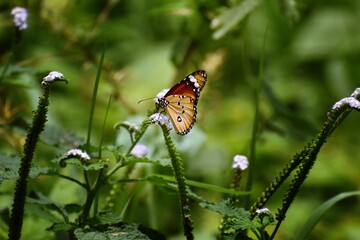 butterfly on a flower