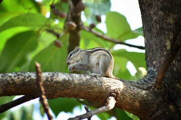 squirrel on tree